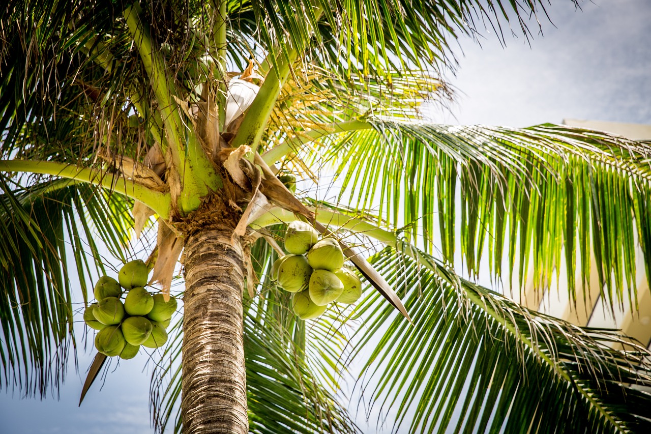 aceite de coco para el cuidado natural de la piel